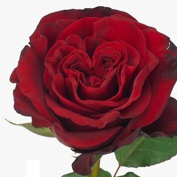 Пионовидная роза Hearts СЕРДЦЕ