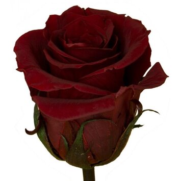 Роза Родос 60 см.