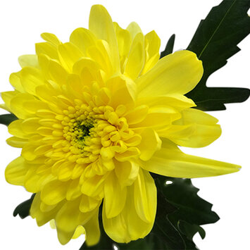 Хризантема желтая