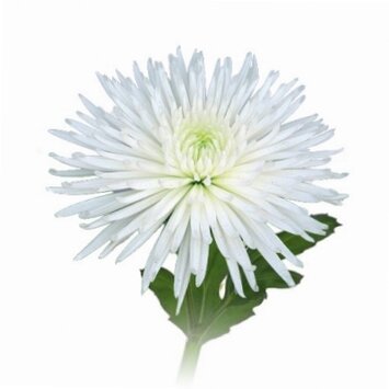 Хризантема белая