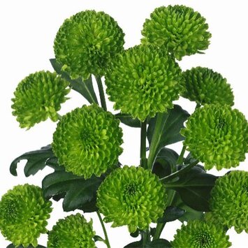 Хризантема кустовая Филин Гринн