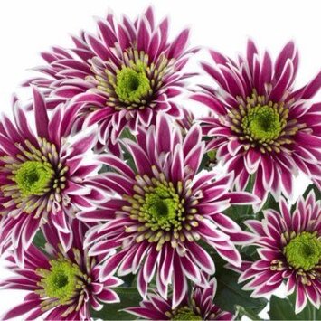 Хризантема кустовая Саба