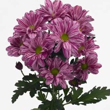 Хризантема кустовая Артист