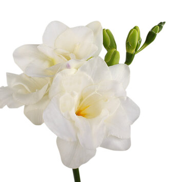 Белая фрезия