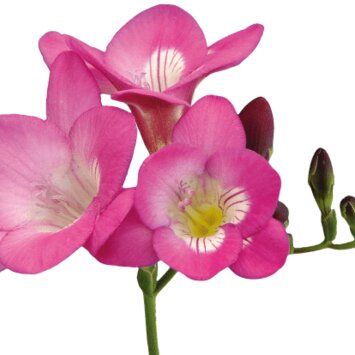 Розовая фрезия