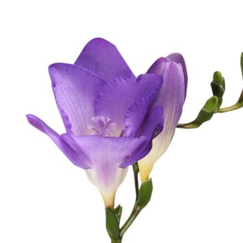 Сиреневая фрезия