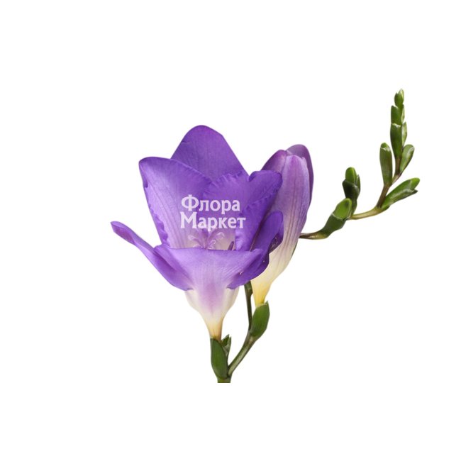 Сиреневая фрезия в  от магазина цветов «»