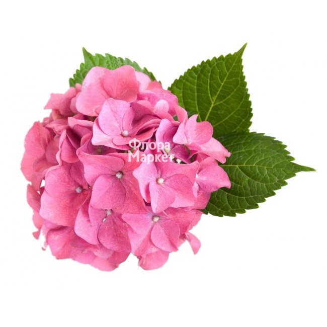 Розовая гортензия в Петрозаводске от магазина цветов «Флора Маркет»