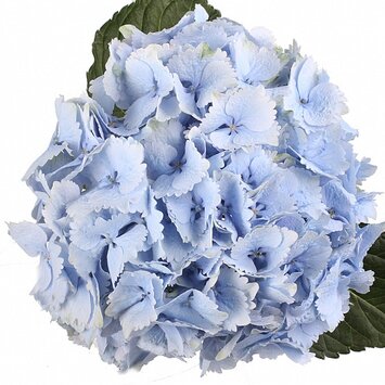 Голубая гортензия