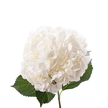 Белая гортензия; под заказ