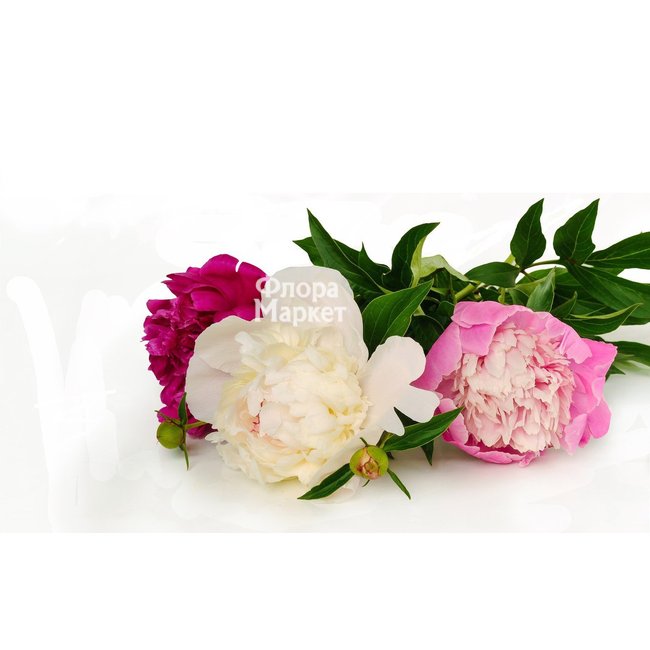 Пионы; под заказ в Петрозаводске от магазина цветов «Флора Маркет»