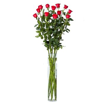 Высокая роза сорта Эксплорер 100 см.