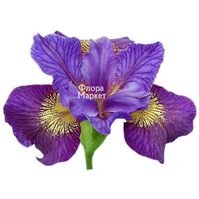 Ирис в  от магазина цветов «»