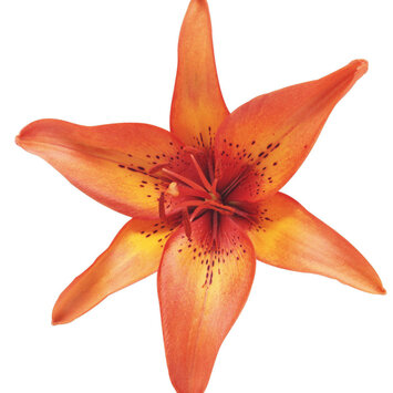 Лилия оранжевая