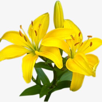 Лилия желтая