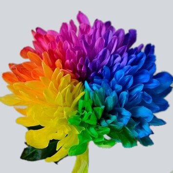 Хризантема радужная