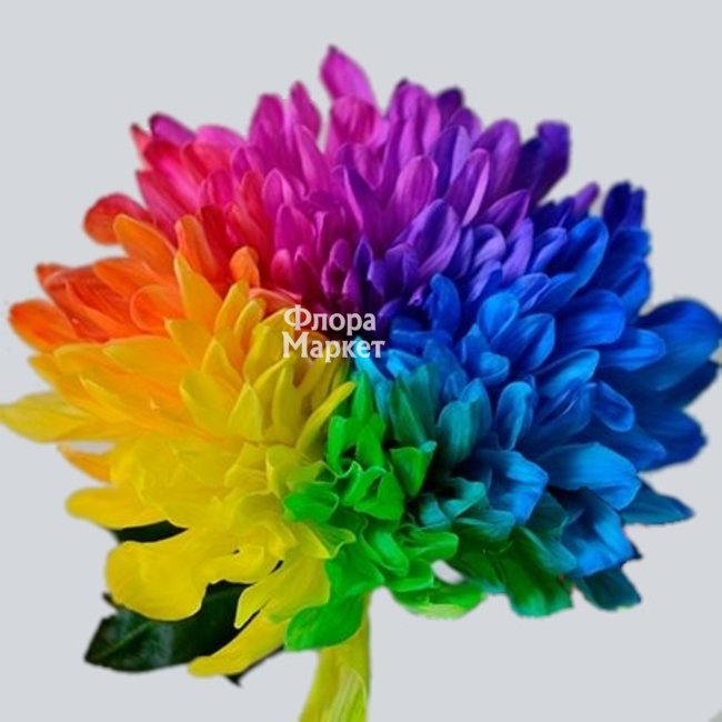 Хризантема радужная в  от магазина цветов «»