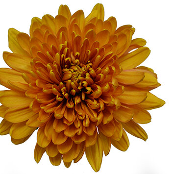 Хризантема оранжевая