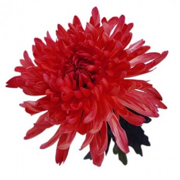 Хризантема красная