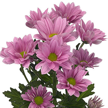 Кустовая розовая хризантема