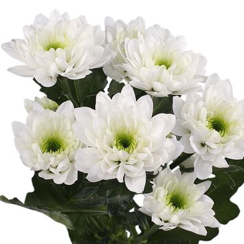 Кустовая белая хризантема