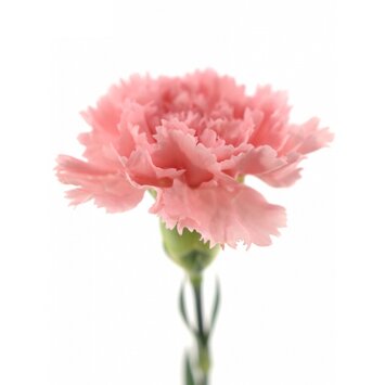 Гвоздика розовая