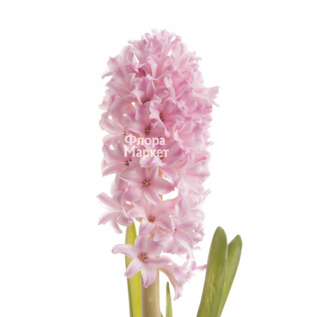 Гиацинт розовый; доступен к заказу со 02.03.2026 в  от магазина цветов «»