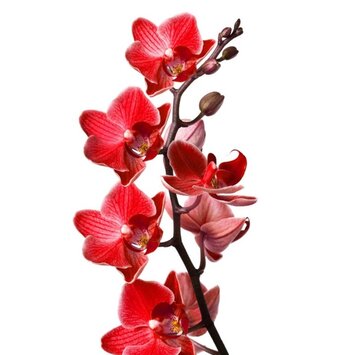 Орхидея красная