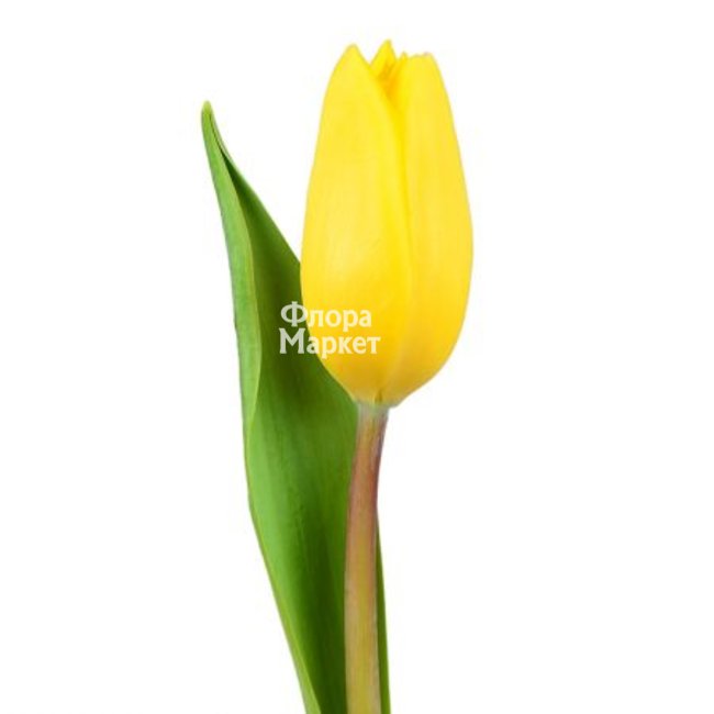 Желтый тюльпан в Петрозаводске от магазина цветов «Флора Маркет»