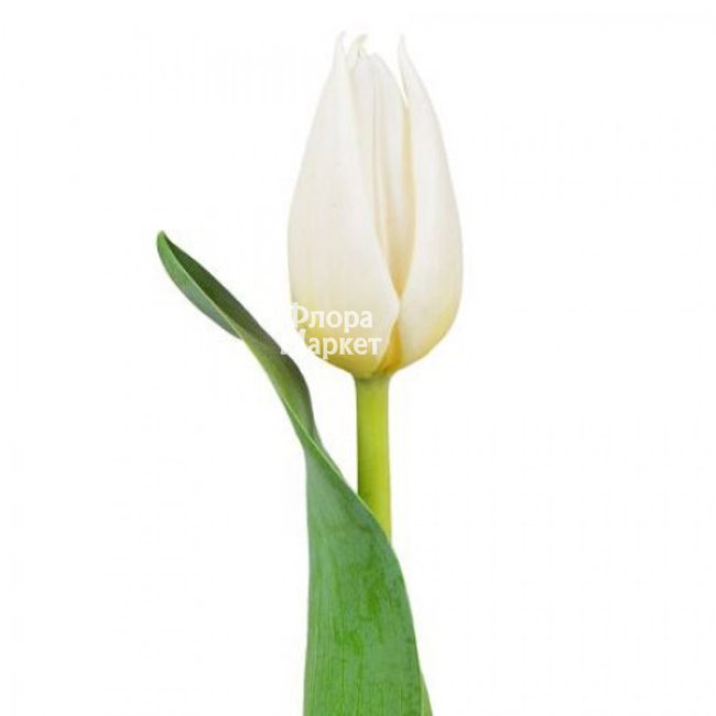 Белый тюльпан в  от магазина цветов «»