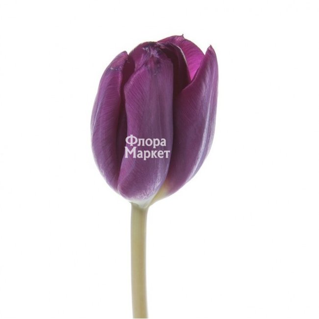 Сиреневый тюльпан в  от магазина цветов «»