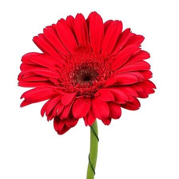 Гербера красная
