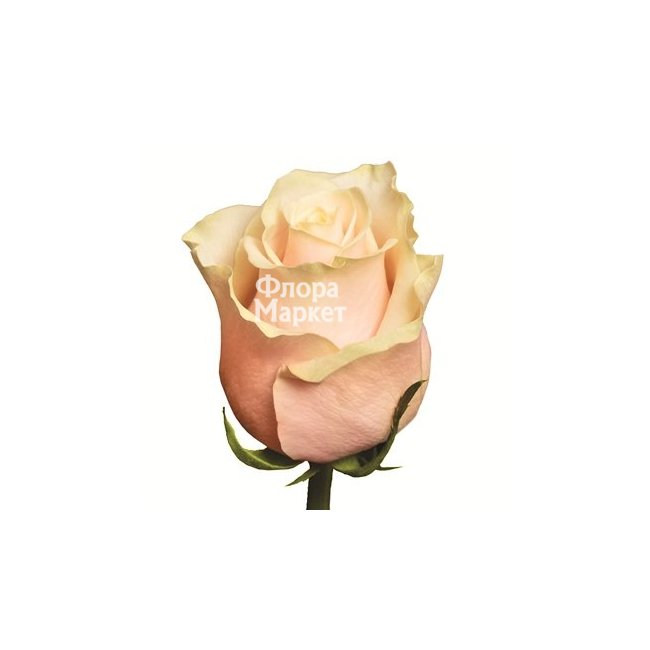 Кремовая роза в Петрозаводске от магазина цветов «Флора Маркет»