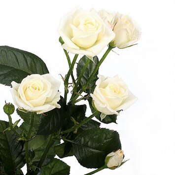 Кустовая роза Splozina