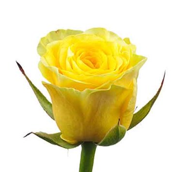 Желтая роза Ilios