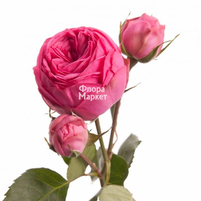 Пионовидная роза Piony в  от магазина цветов «»