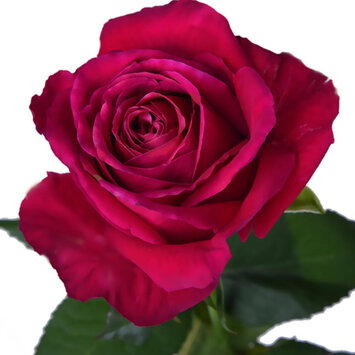 Розовая роза Dark