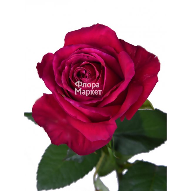 Розовая роза Dark в Петрозаводске от магазина цветов «Флора Маркет»