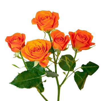 Кустовая роза Amsterdam