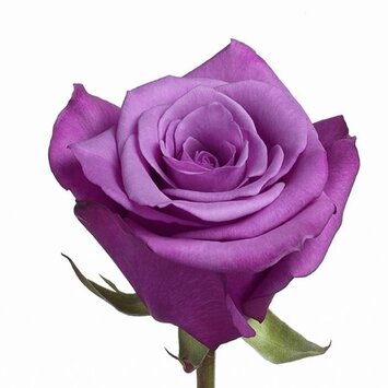 Сиреневая роза