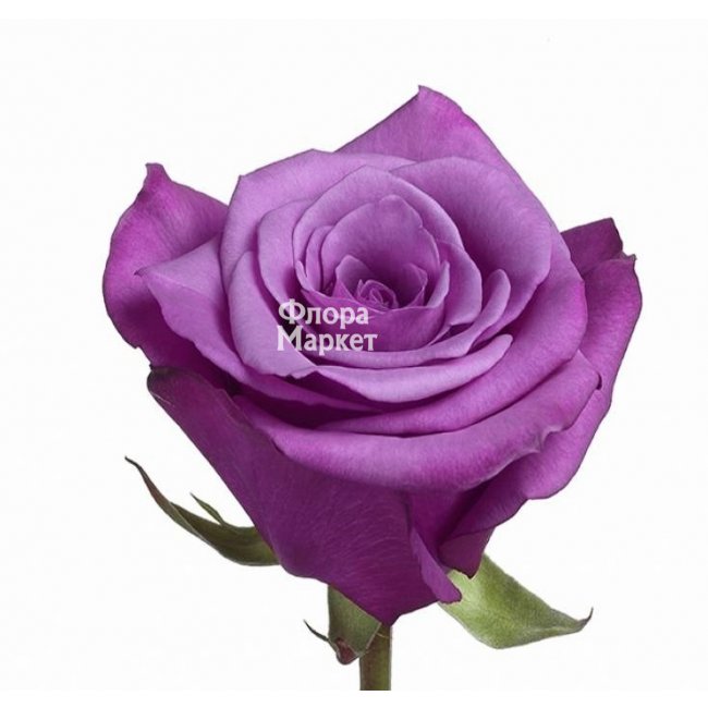Сиреневая роза в Петрозаводске от магазина цветов «Флора Маркет»