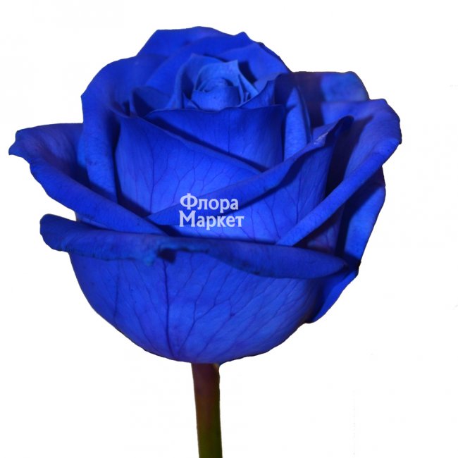 Синяя роза в Петрозаводске от магазина цветов «Флора Маркет»