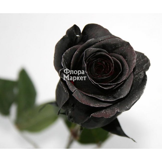 Черная роза Black Mirror в Петрозаводске от магазина цветов «Флора Маркет»