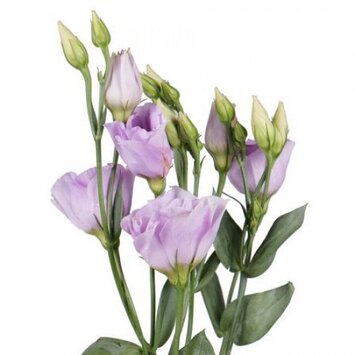 Эустома сиреневая