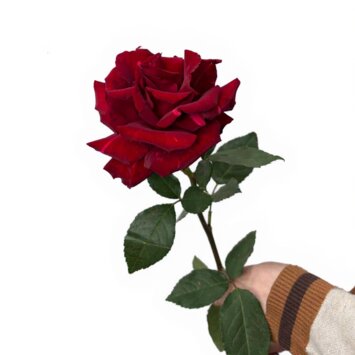 Красная французская роза