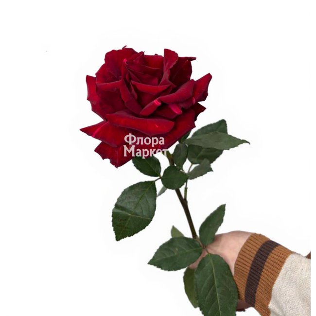 Красная французская роза в  от магазина цветов «»
