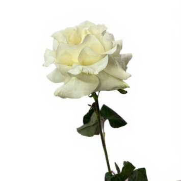 Белая французская роза