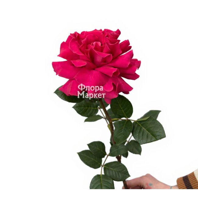 Малиновая французская роза в  от магазина цветов «»
