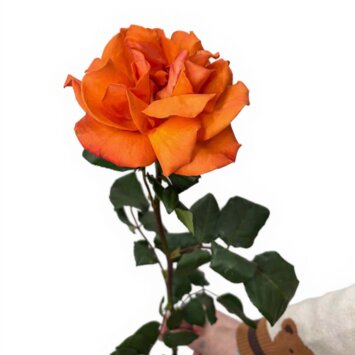 Оранжевая французская роза