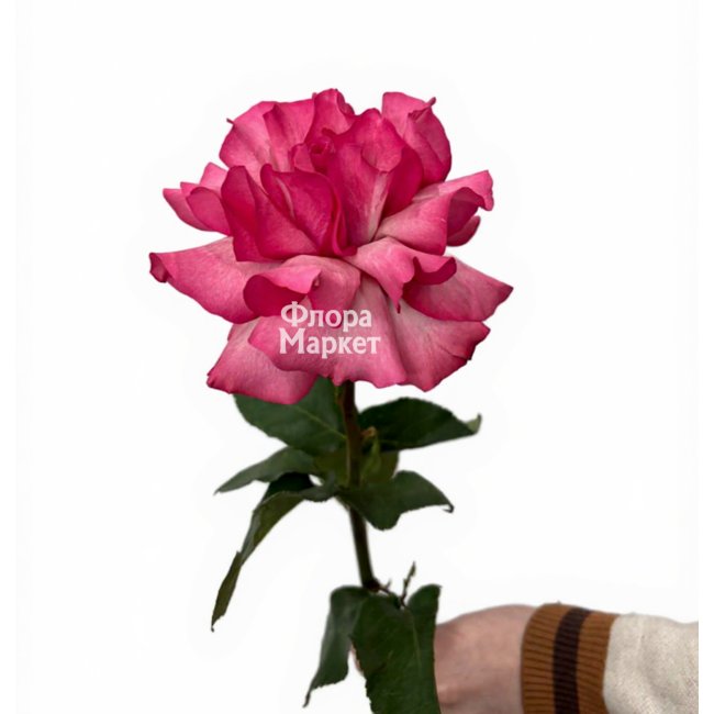 Розовая французская роза в Петрозаводске от магазина цветов «Флора Маркет»